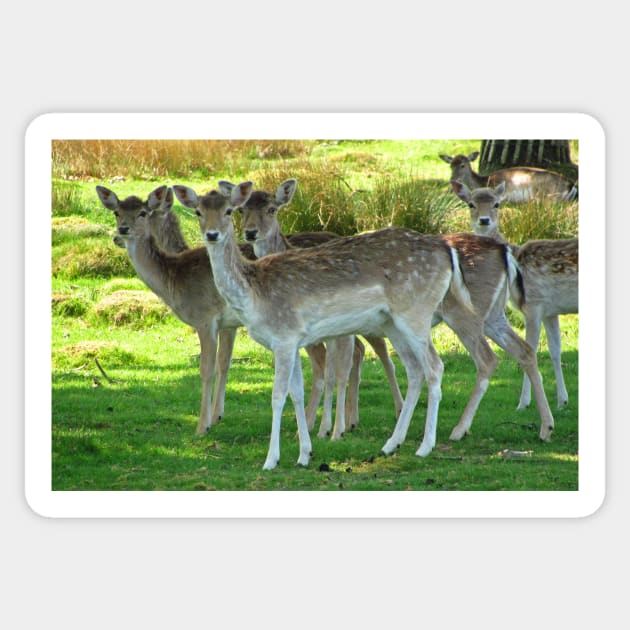 Fallow Deer Sticker by RedHillDigital